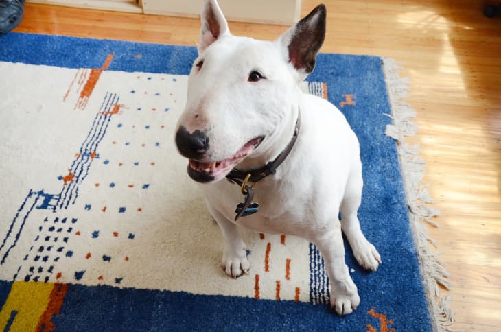 Cool clearance dog products